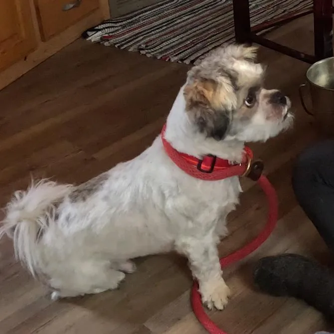 Bodhi Lemon thumbnail 2