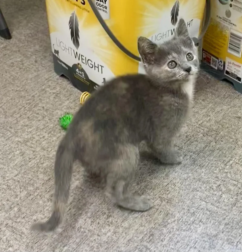 Mouse