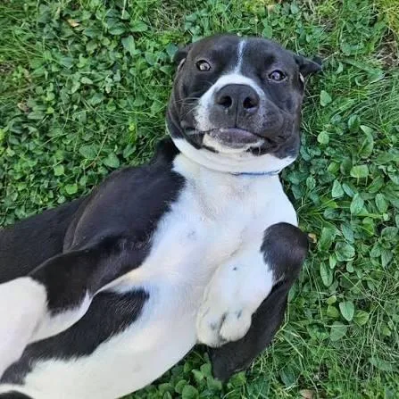 An adult medium-sized male Black Boxer dog named Domino for adoption in Royse City, TX
