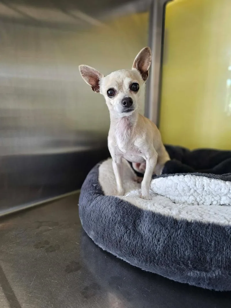An adult small-sized male Chihuahua dog named Found stray: Besitos for adoption in Rockwall, TX