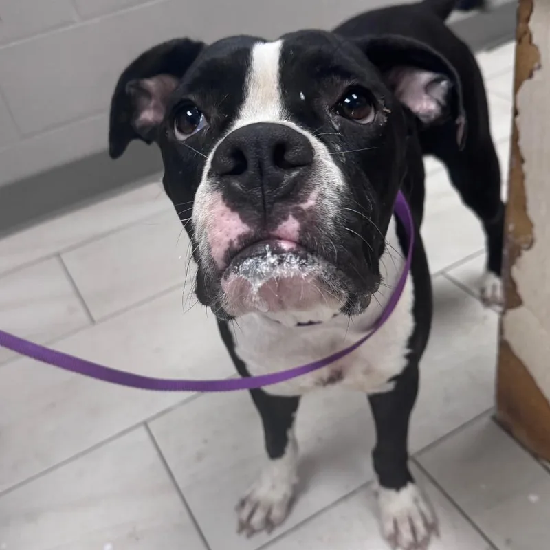 An adult medium-sized female Black Boxer dog named Gabby for adoption in Lufkin, TX