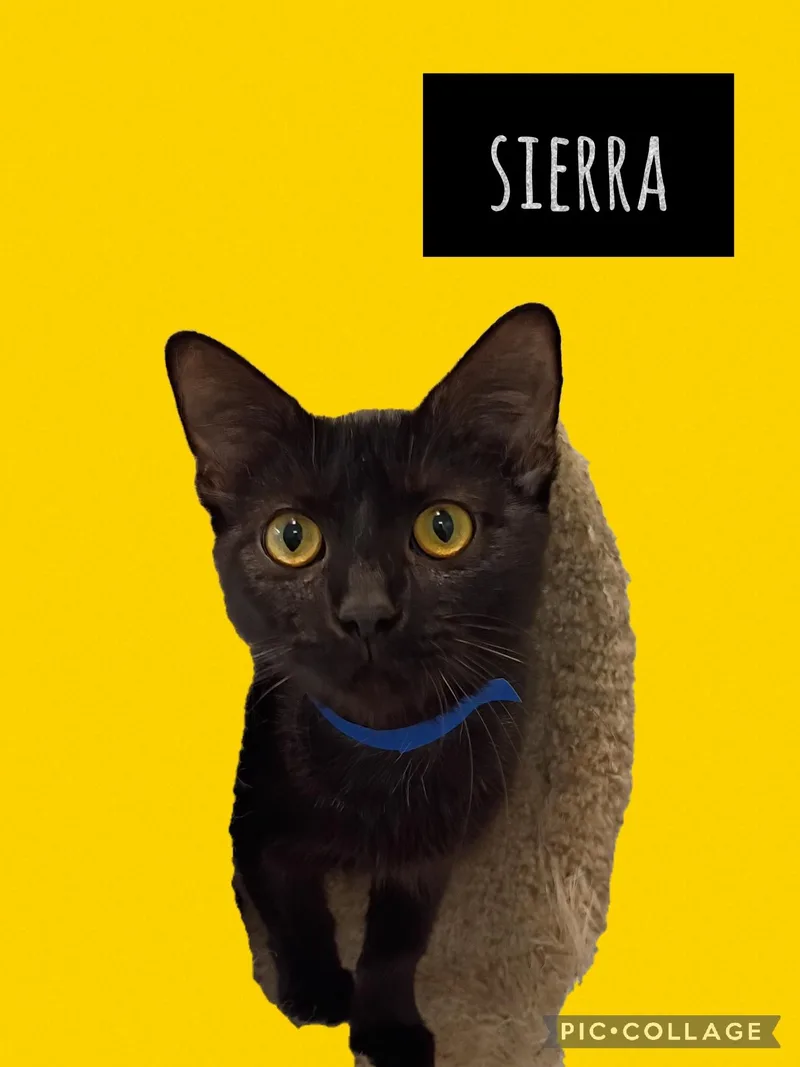 A young medium-sized female Domestic Short Hair cat named Sierra for adoption in Muncie, IN