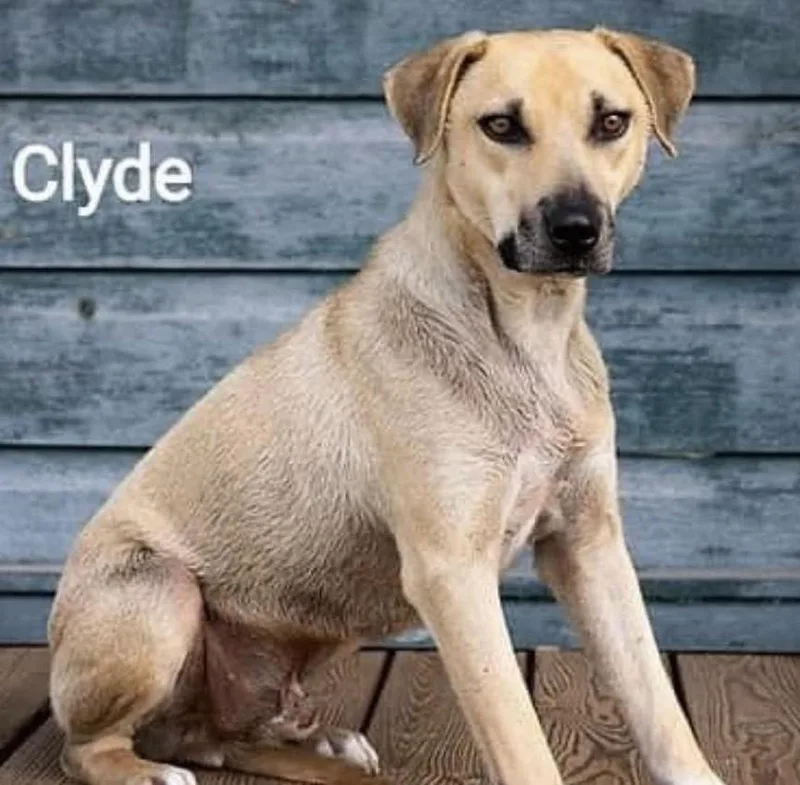 An adult large-sized male Border Collie dog named Clyde for adoption in Hurricane, UT