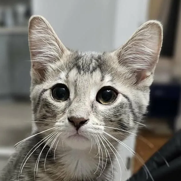 A baby small-sized male Domestic Short Hair cat named Mochi for adoption in Chicago, IL