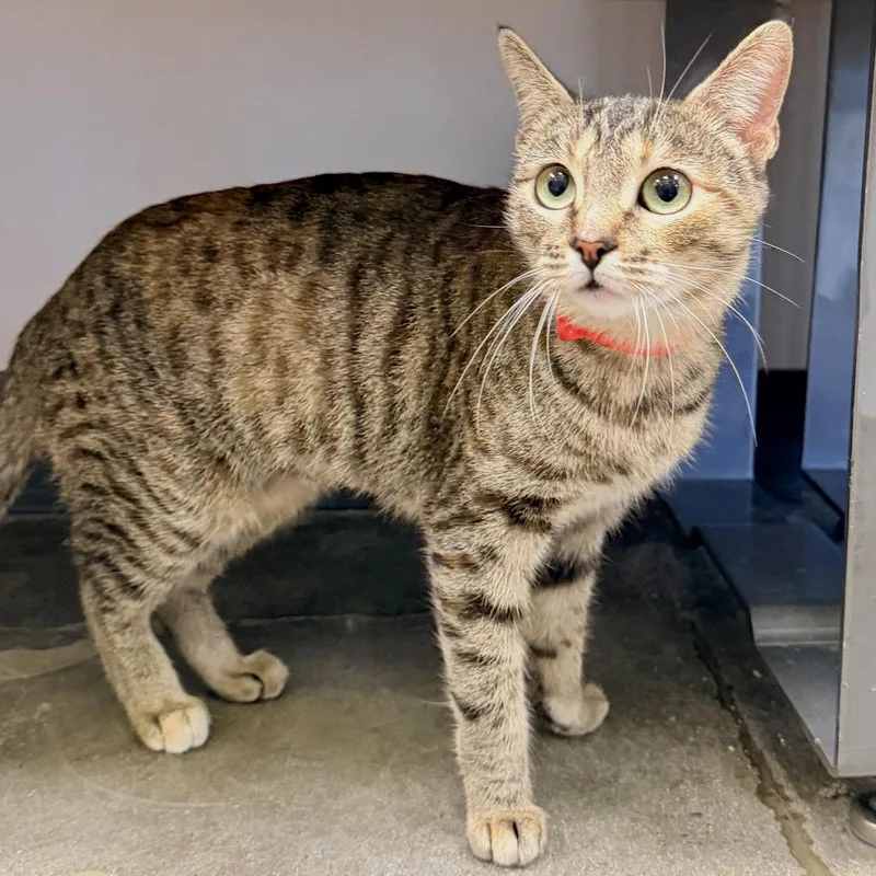 An adult medium-sized female Brown / Chocolate Domestic Short Hair cat named Sea Smoke for adoption in Temecula, CA