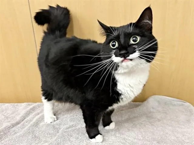 A young small-sized female Domestic Short Hair cat named Tilly for adoption in Saint Louis, MO