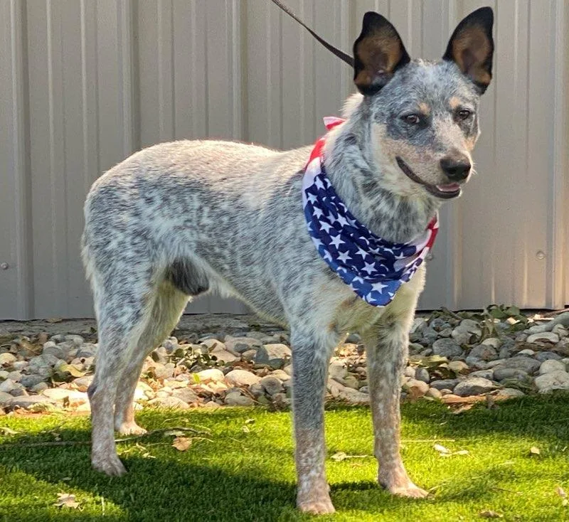 A young medium-sized male Tricolor (Brown, Black, & White) Australian Cattle Dog / Blue Heeler dog named Justin for adoption in Colusa, CA