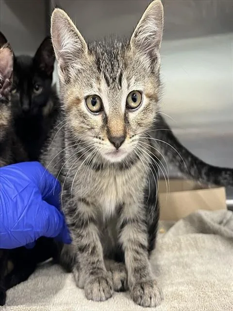 A baby small-sized female Brown / Chocolate Domestic Short Hair cat named Rosita for adoption in Tavares, FL