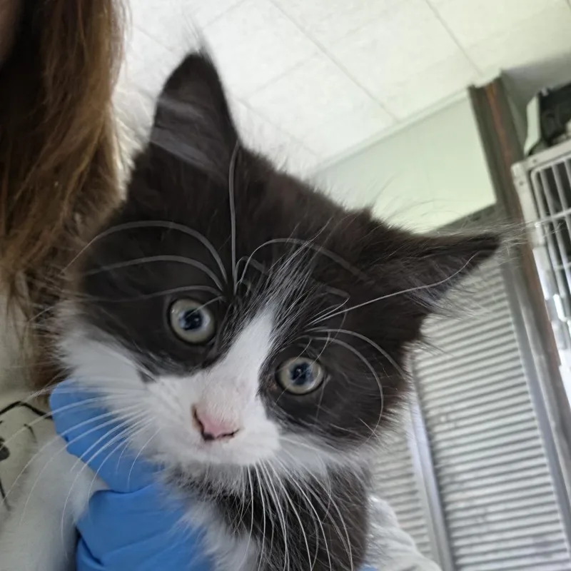 A baby small-sized female Black Domestic Short Hair cat named Bootsie for adoption in Troy, IL