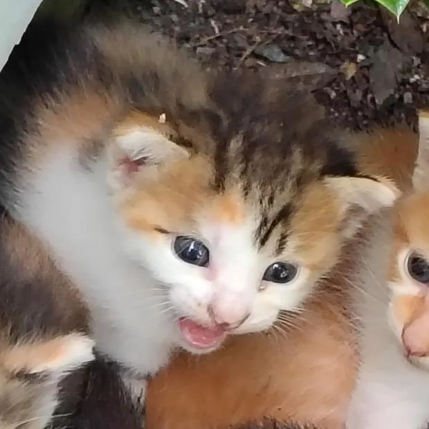 Amaretto