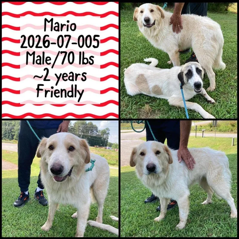 A young large-sized male Great Pyrenees dog named Mario for adoption in Winder, GA