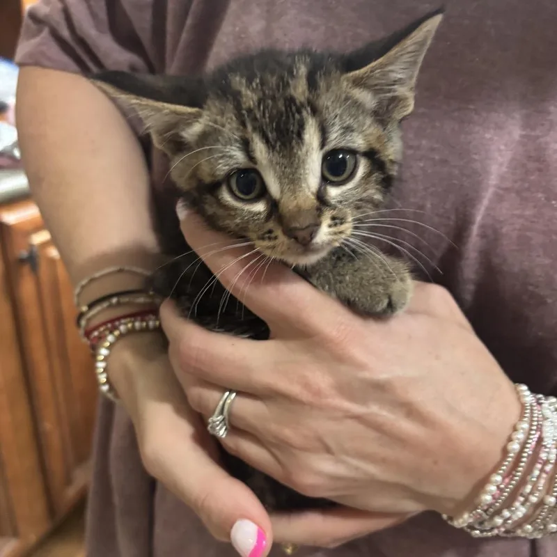 A baby small-sized female Brown / Chocolate Domestic Short Hair cat named Emerald for adoption in Starkville, MS