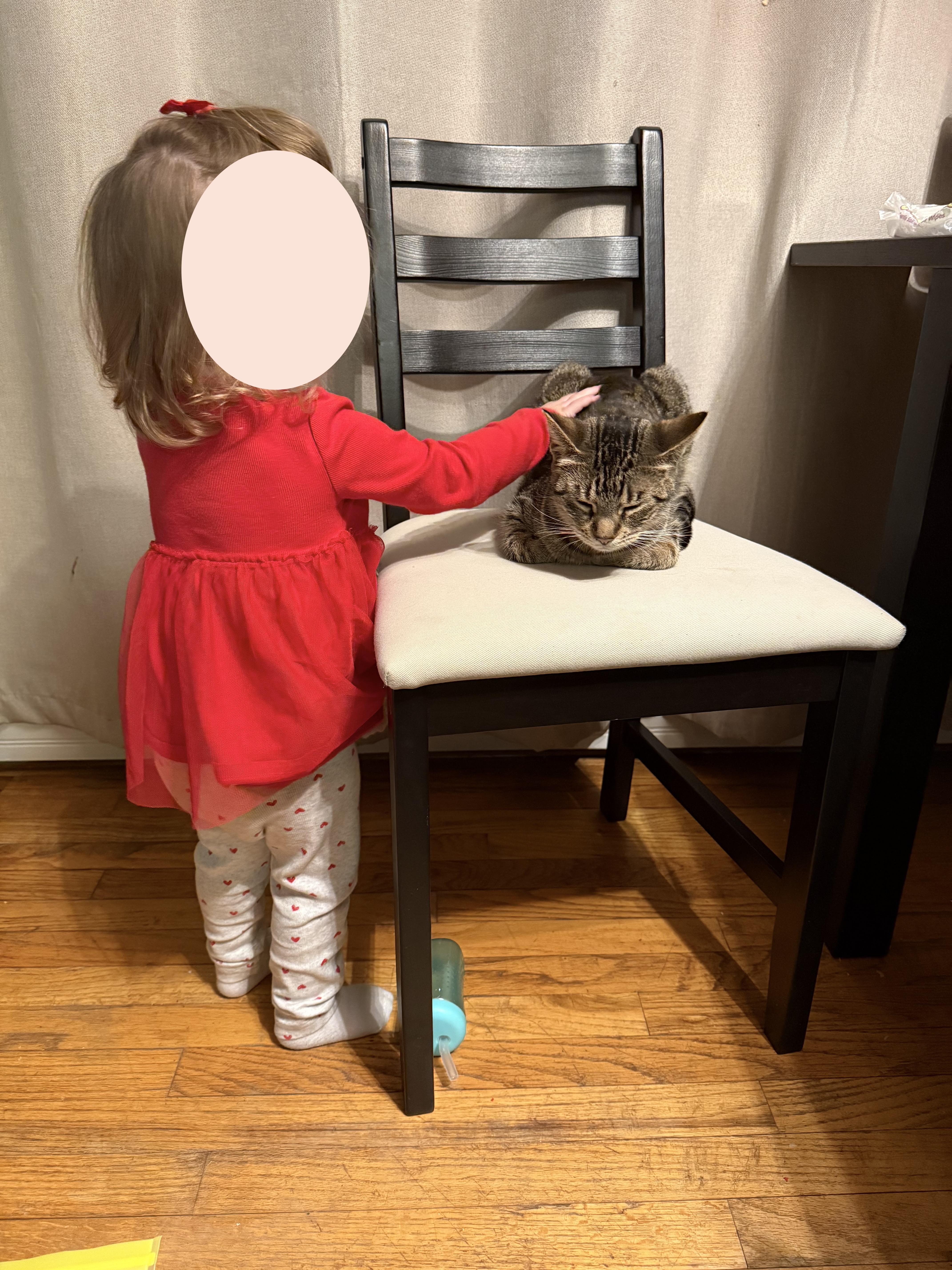 A young medium-sized female Tabby (Brown / Chocolate) Domestic Short Hair cat named Polly for adoption in Lincoln Park, NJ