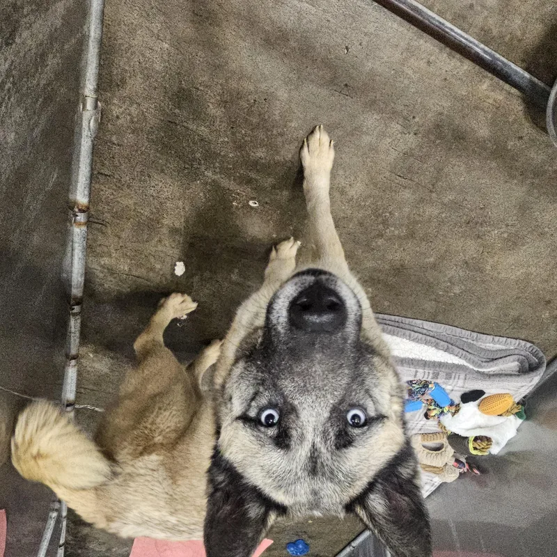 An adult large-sized female Yellow / Tan / Blond / Fawn Akita dog named Brienne for adoption in Kalamazoo, MI