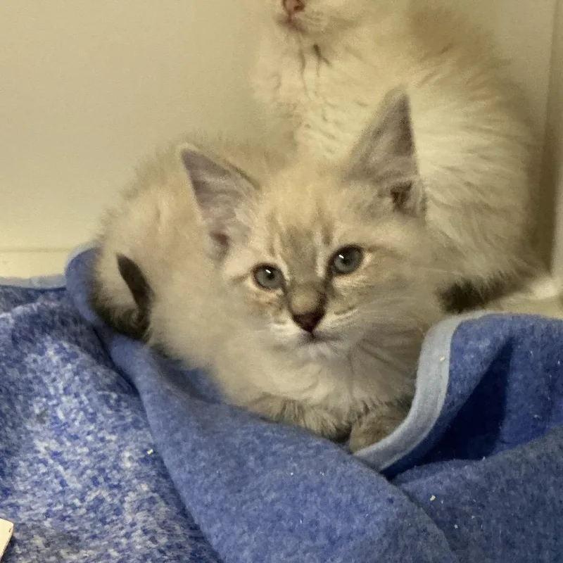 A baby small-sized female White Domestic Medium Hair cat named Bento for adoption in Elizabeth City, NC