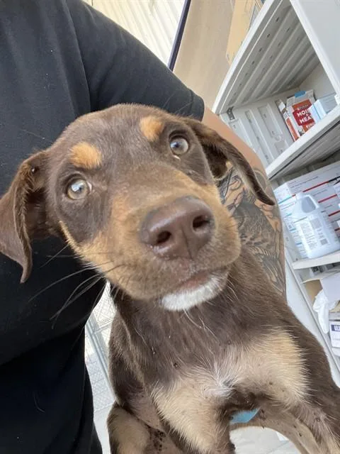 A baby small-sized female Mixed Breed dog named Vendetta for adoption in Bakersfield, CA