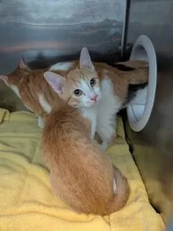 A baby small-sized female Orange / Red Domestic Short Hair cat named 61762413 for adoption in El Paso, TX