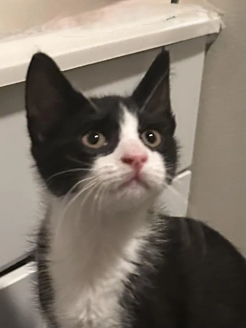 A baby medium-sized male Black & White / Tuxedo Tuxedo cat named Pinky for adoption in Baker, LA