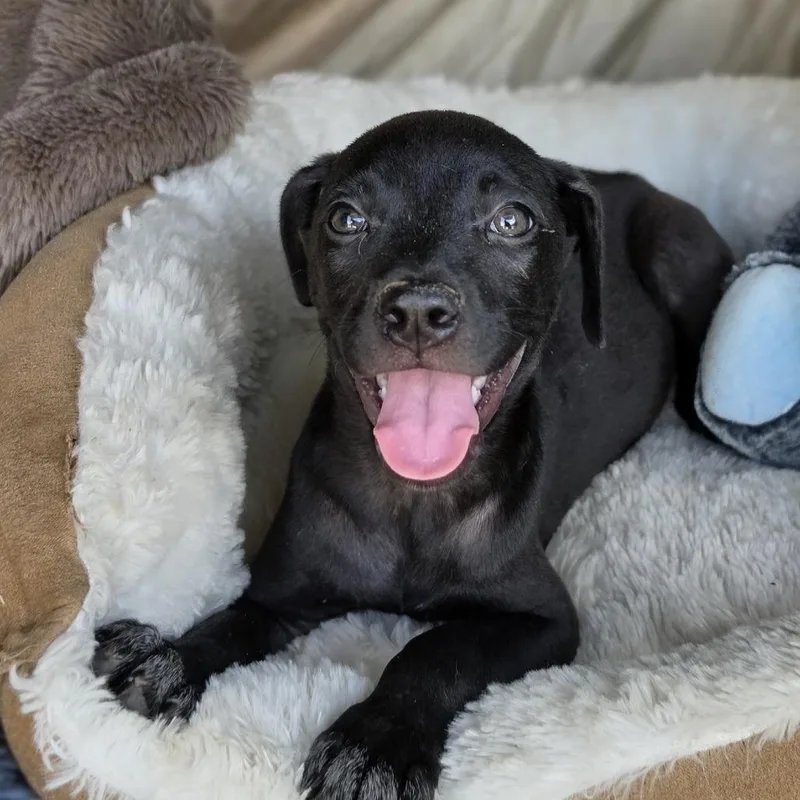 A baby medium-sized female Black Labrador Retriever dog named Darky for adoption in Cleveland, TX