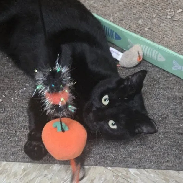 A young medium-sized male Black Domestic Short Hair cat named Macchi for adoption in Fishkill, NY