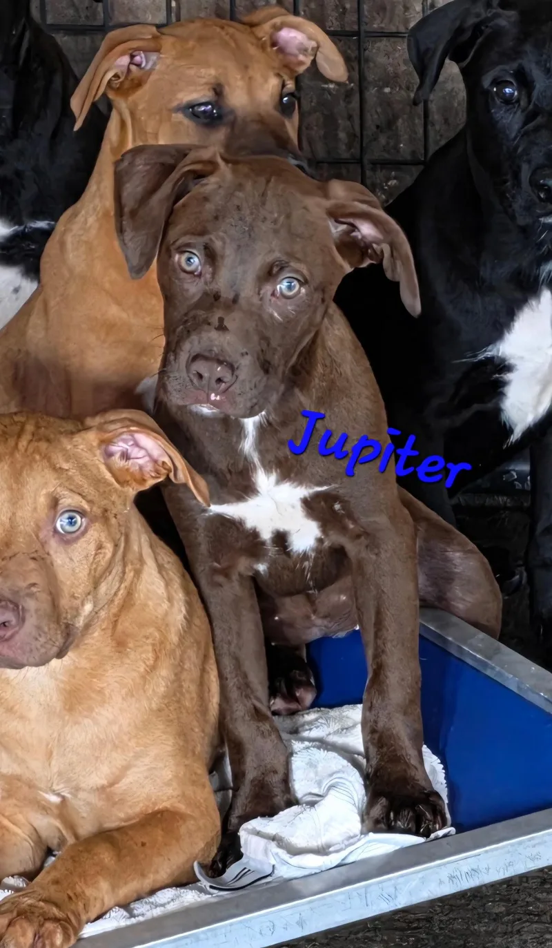 A baby medium-sized female Brown / Chocolate Boxer dog named Jupiter for adoption in Watertown, CT