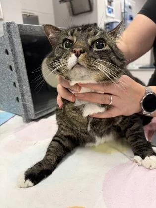 An adult large-sized female Domestic Short Hair cat named Audrey for adoption in Gastonia, NC