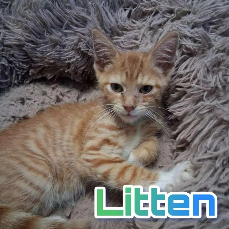 Litten thumbnail 2