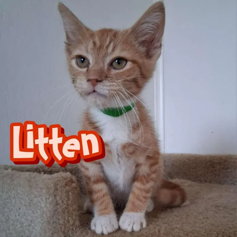 Litten thumbnail 3