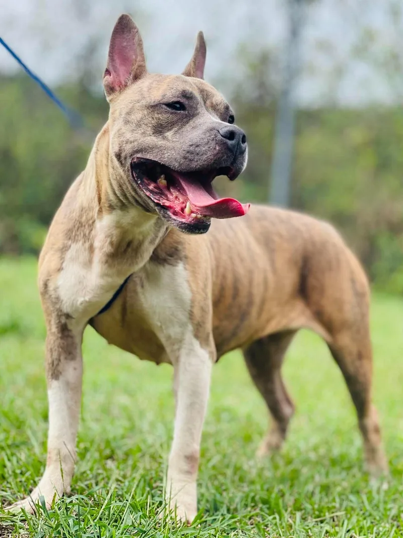An adult medium-sized female Pit Bull Terrier dog named AC "Pearl" for adoption in Conyers, GA