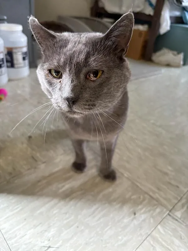 An adult medium-sized male Domestic Short Hair cat named Nikolai for adoption in Rochester, WA