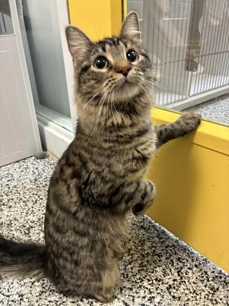 A young small-sized female Domestic Long Hair cat named Meowgical Creature for adoption in Salt Lake City, UT