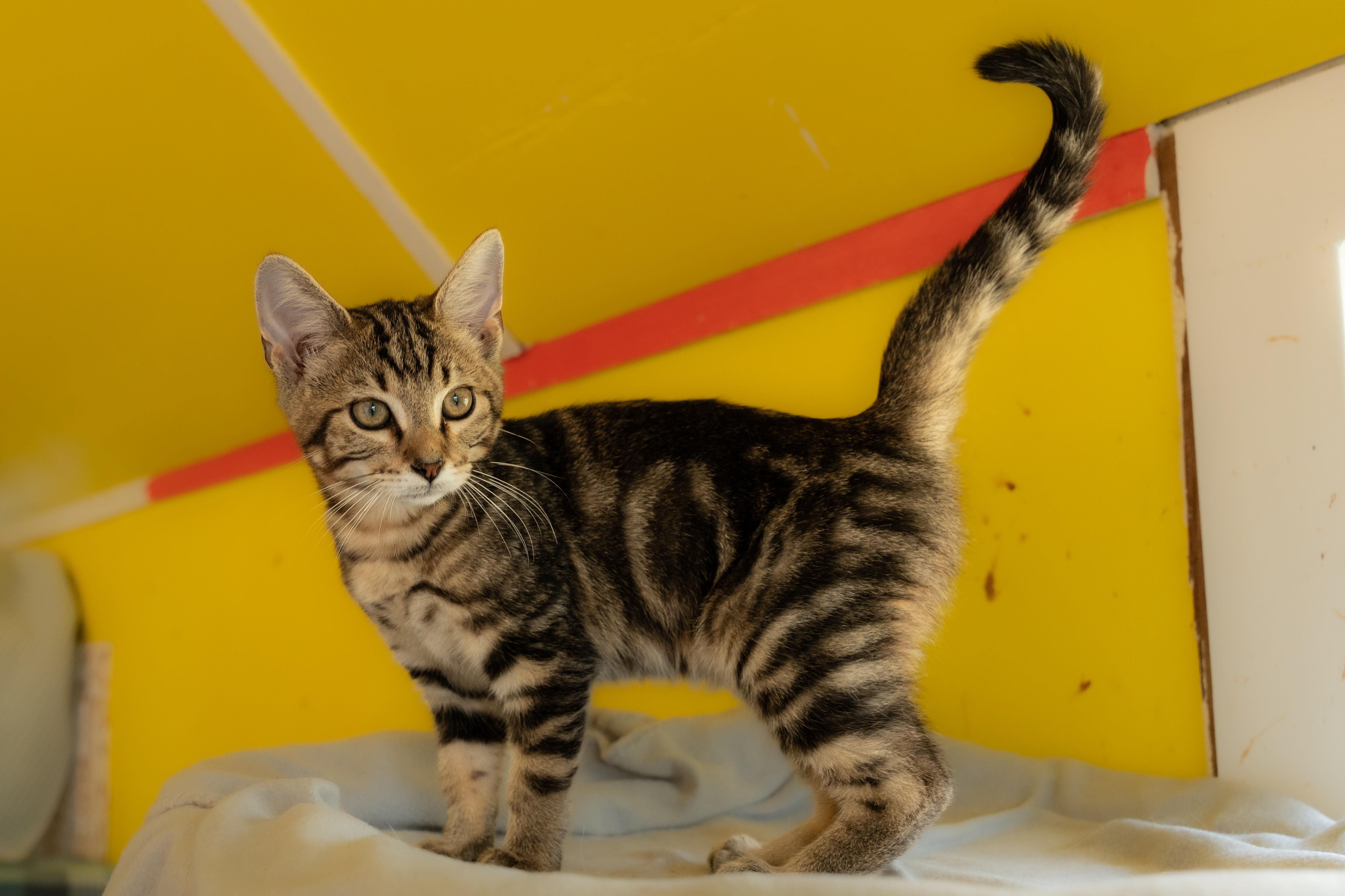 A young medium-sized female Tabby (Brown / Chocolate) Domestic Short Hair cat named Bella for adoption in Owensboro, KY