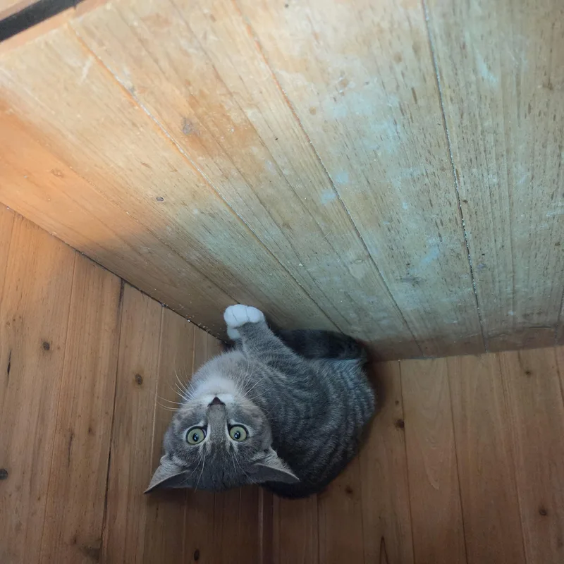 A baby small-sized male Gray / Blue / Silver Domestic Short Hair cat named Scoville for adoption in Brookings, SD