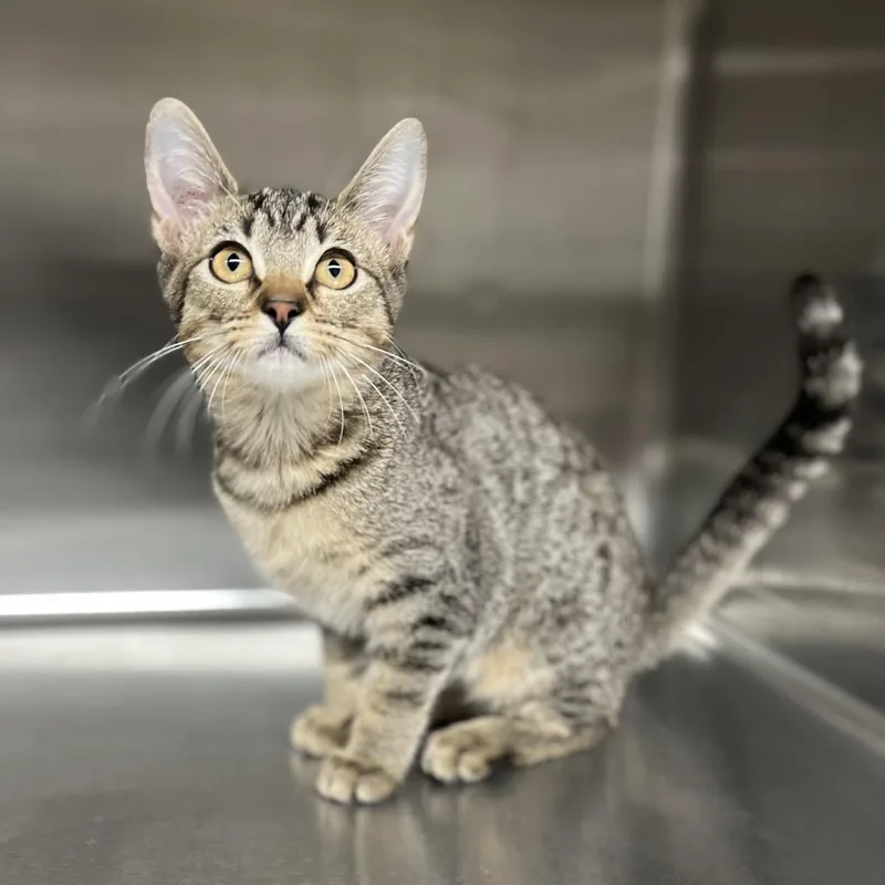 A baby small-sized female Black Domestic Short Hair cat named Lizzie for adoption in Pauls Valley, OK