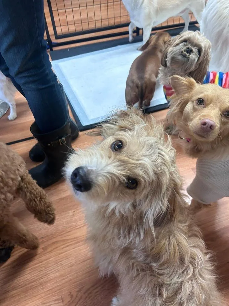 Bob Bruiser thumbnail 3