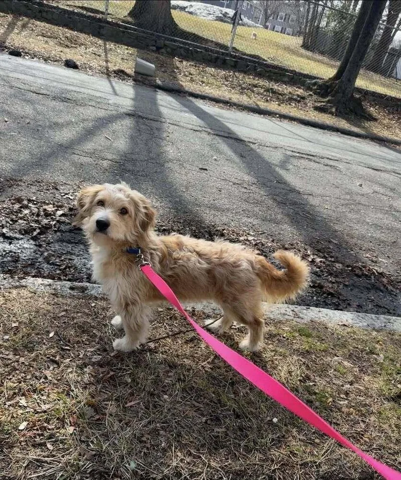 Bob Bruiser thumbnail 4