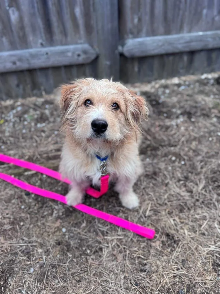 Bob Bruiser thumbnail 5