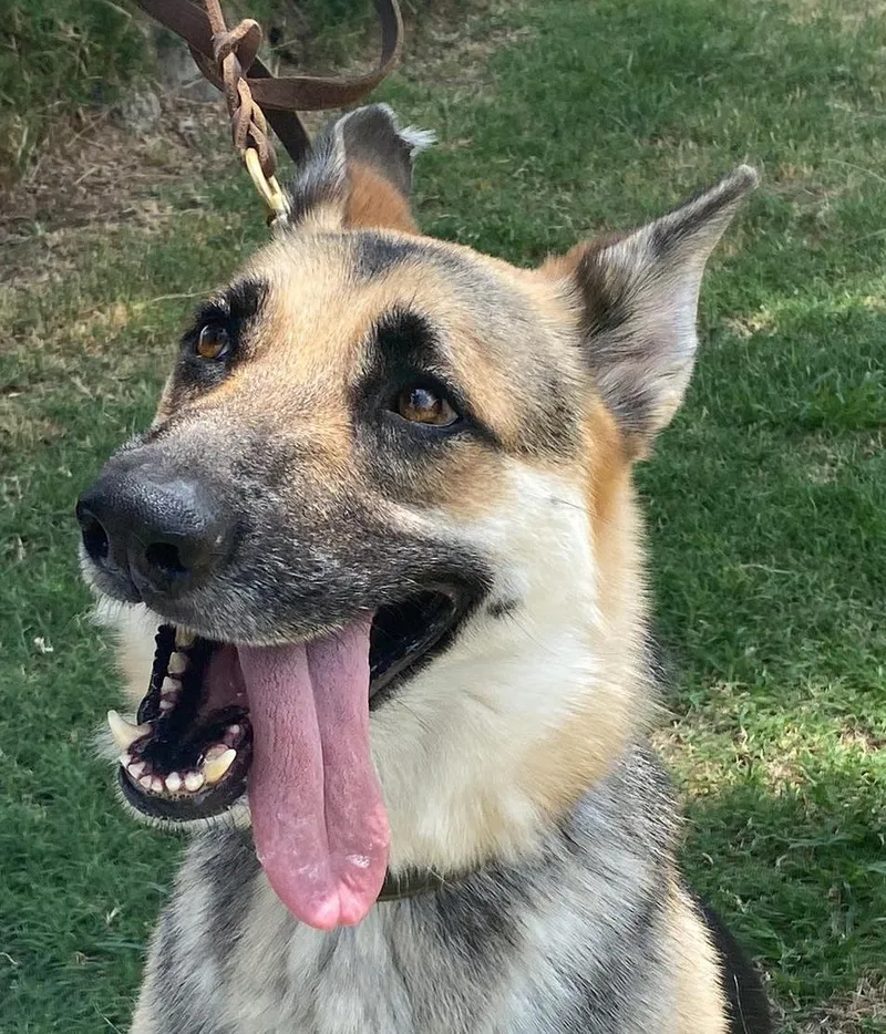 A senior large-sized male Tricolor (Brown, Black, & White) German Shepherd Dog dog named Ringo for adoption in Ventura, CA