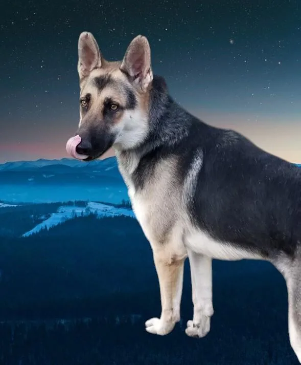 Ringo thumbnail 3