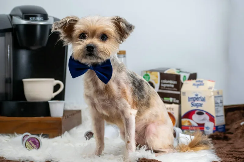 Keurig and KRUPS