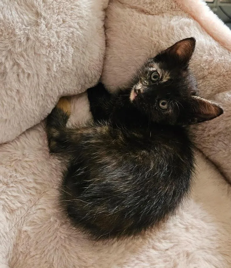 A baby small-sized female Domestic Medium Hair cat named Ember for adoption in Lancaster, CA
