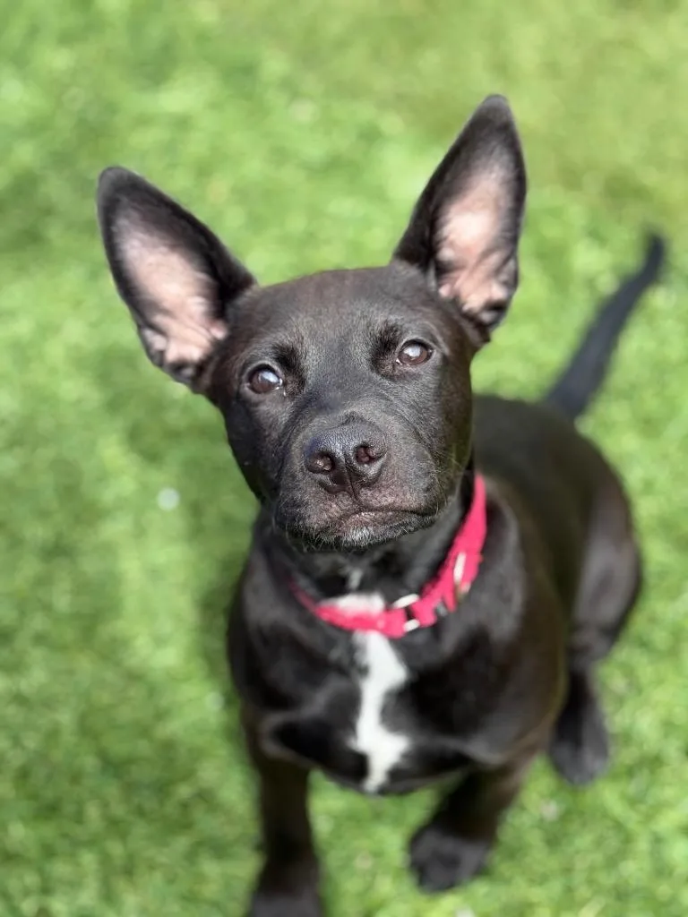 A baby small-sized male Doberman Pinscher dog named Pepper for adoption in Tehachapi, CA