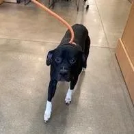 An adult large-sized male Black Pit Bull Terrier dog named Whacky Macky for adoption in York, PA