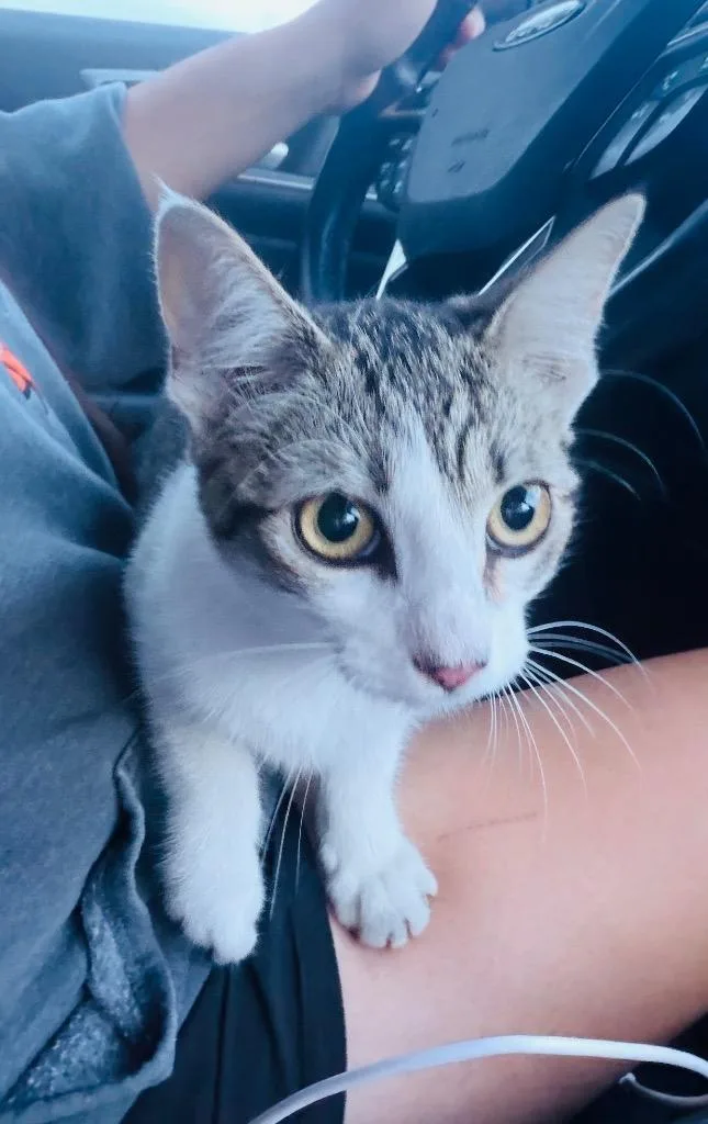 A baby small-sized female Domestic Short Hair cat named Sam's Bandit for adoption in Claremore, OK