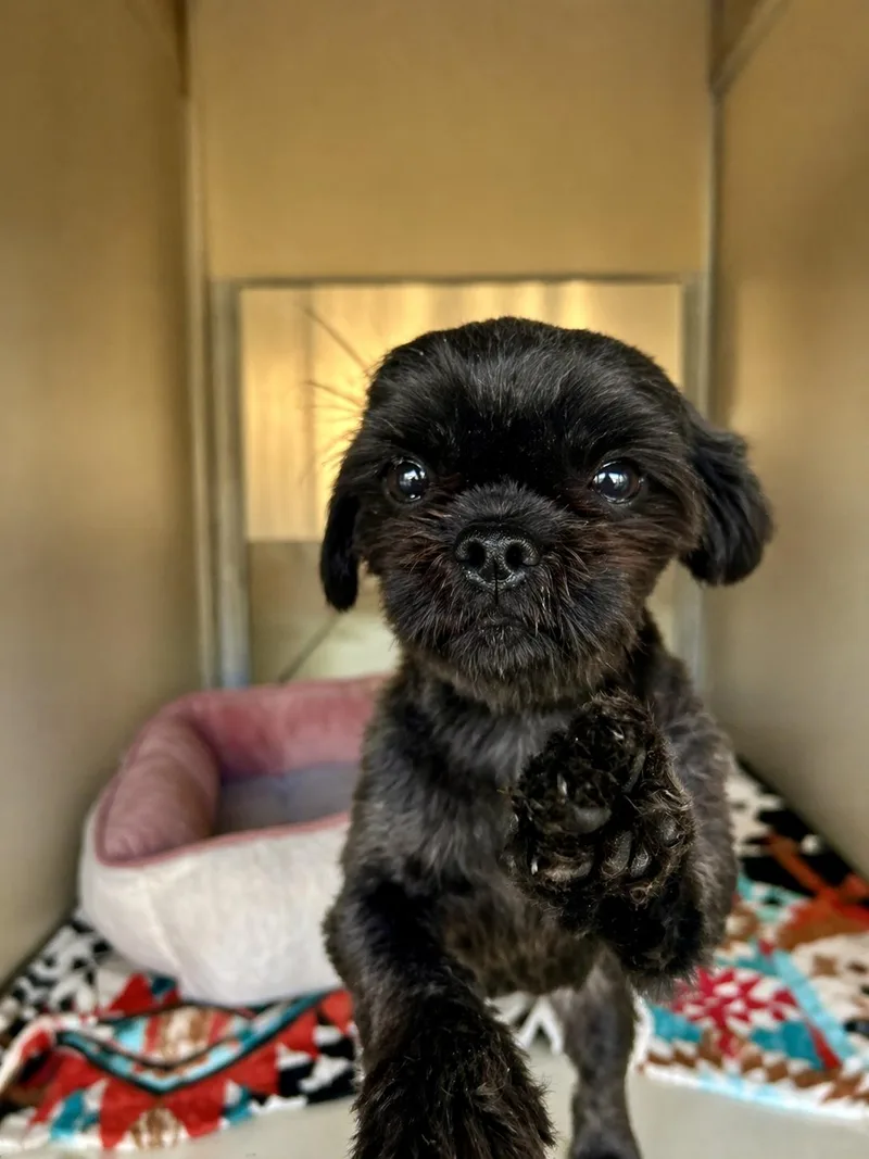 A young small-sized female Black Shih Tzu dog named Luna for adoption in Tifton, GA