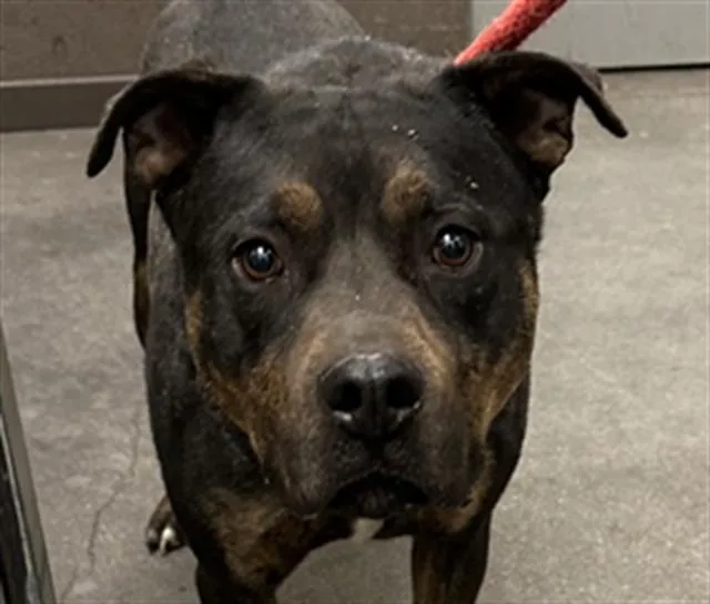 An adult large-sized male Pit Bull Terrier dog named Bruh for adoption in Tucson, AZ