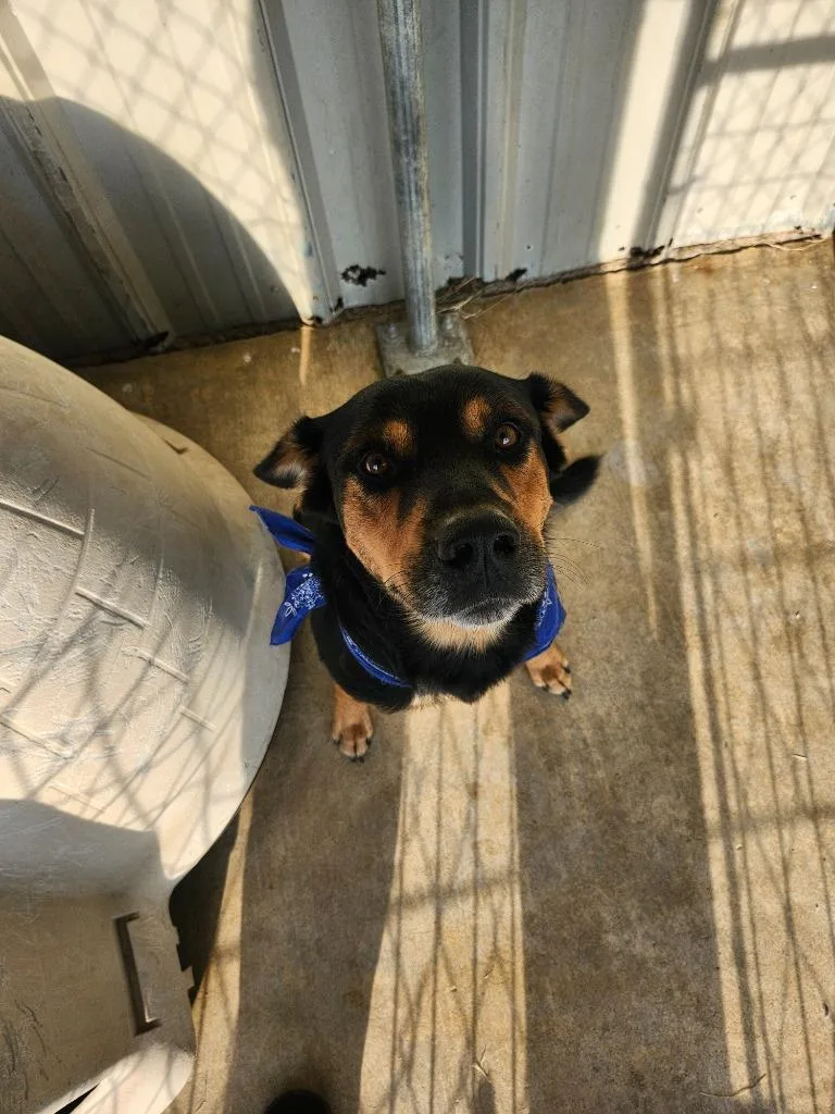 An adult large-sized male Rottweiler dog named Banannas for adoption in Brownwood, TX