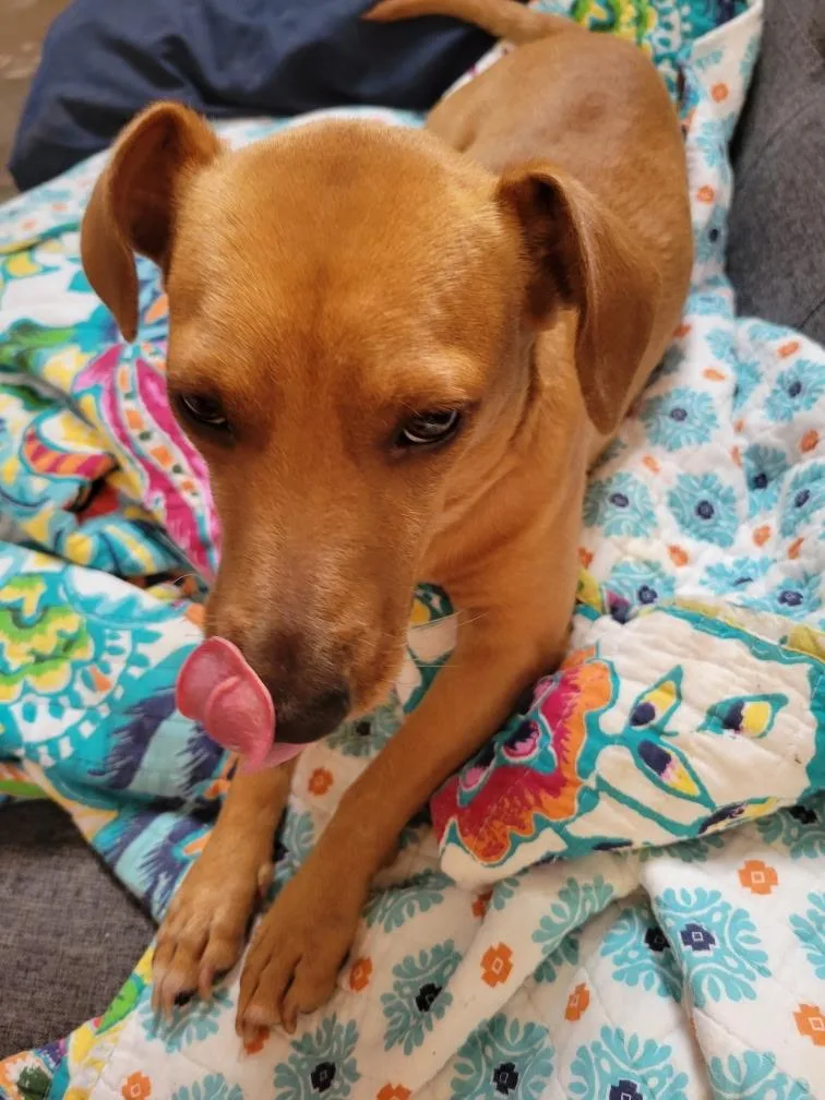 A young small-sized male Yellow / Tan / Blond / Fawn Dachshund dog named Miso for adoption in PITTSBURGH, PA