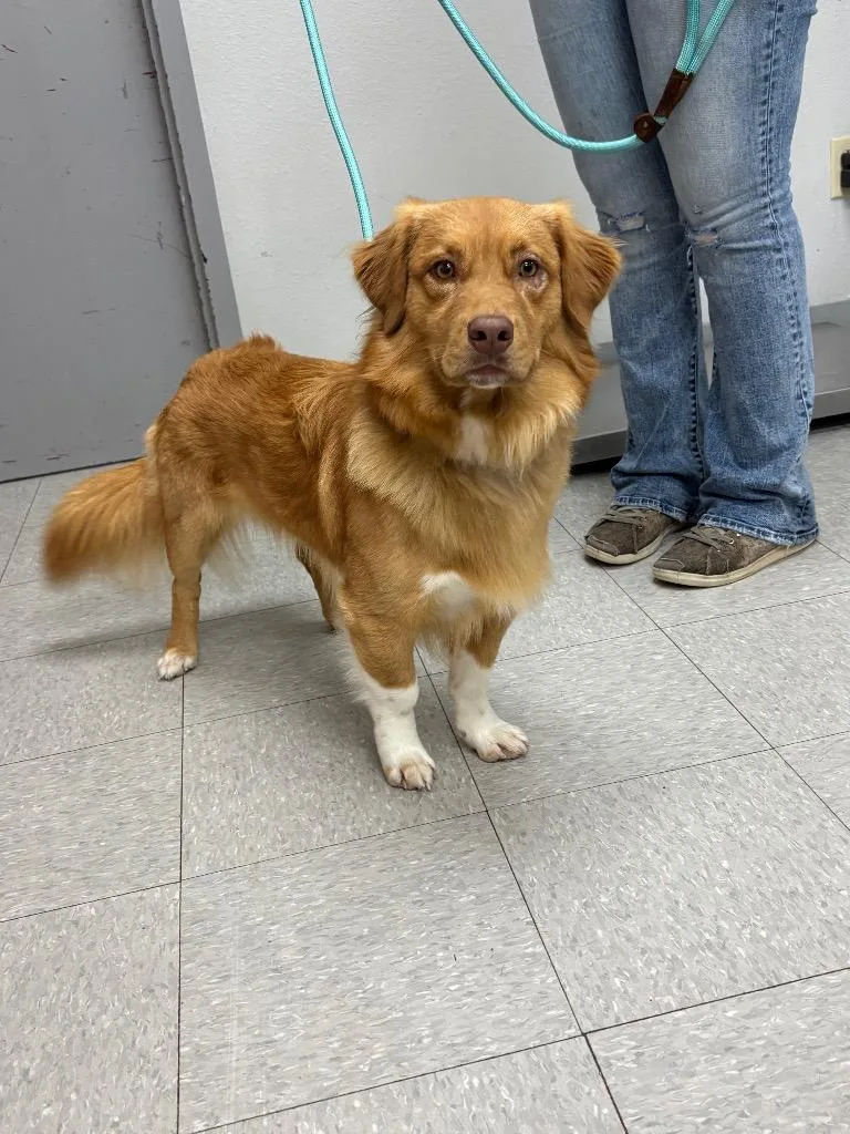 A baby medium-sized male Australian Shepherd dog named Pieces for adoption in Sorrento, LA