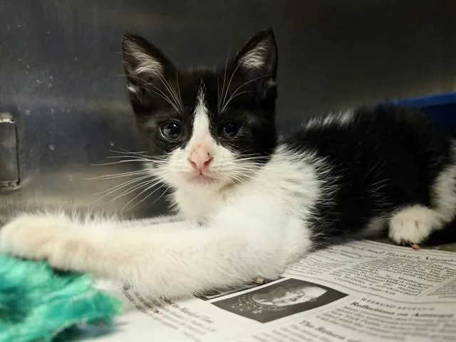 A baby small-sized female Domestic Short Hair cat named Amy Lee for adoption in Martinez, CA